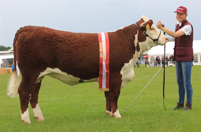 Bondes Betsy Plum 253/283 - mor til Rosenkær Andrew 575