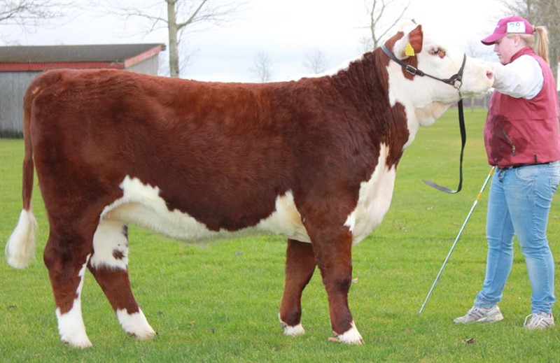 Rosenkær Forever Young - mormor til Rosenkær Plum 481P