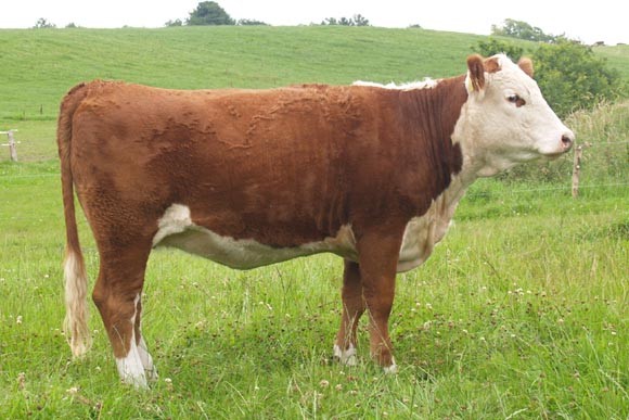 Rosenkær Fleur 299F - mormor til Rosenkær Rose 499