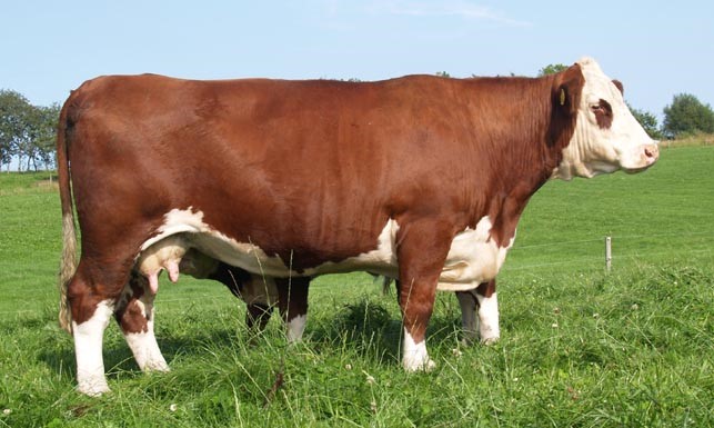 Moeskær Ambrosia 980 - mormors mor til Rosenkær Philippa