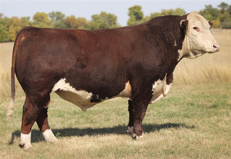 Haroldsons Upgrade T100 33D - farfars far til Rosenkær Miss Universe