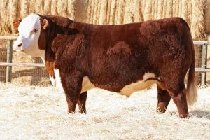 NJW 73S W18 Hometown 10Y ET - morfars far til Rosenkær Wisdom 564