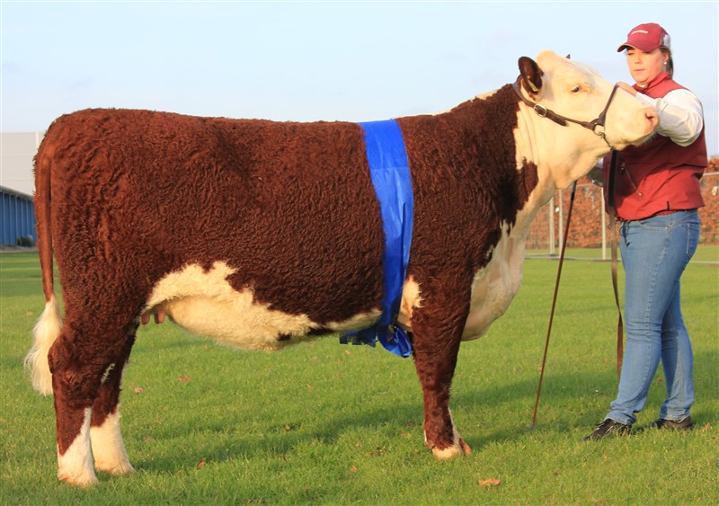 Rosenkær Indiansummer - mormor til Rosenkær Aryna