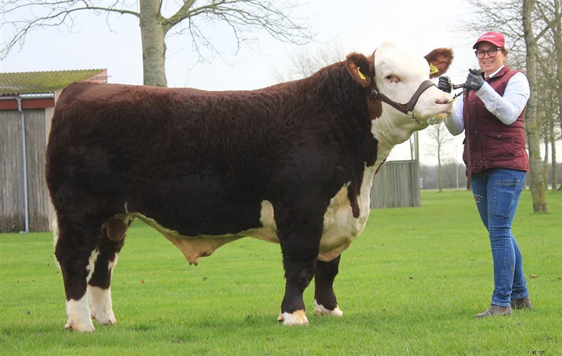 Nordbæk Gold Spice S227 - far til Rosenkær Annabella