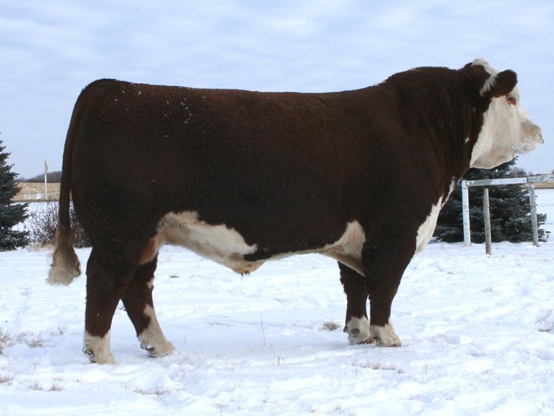 Remitall Super Duty 42S - farfars far til Rosenkær Blue Diamond