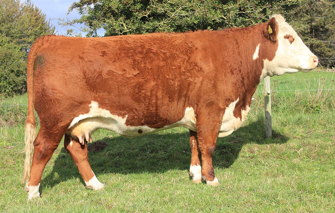 Rosenkær Mascha - mor til Rosenkær Blue Diamond