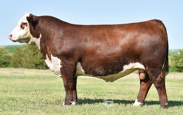 NJW 79Z Z311 Endure 173D ET - morfars far til Rosenkær Butler 586