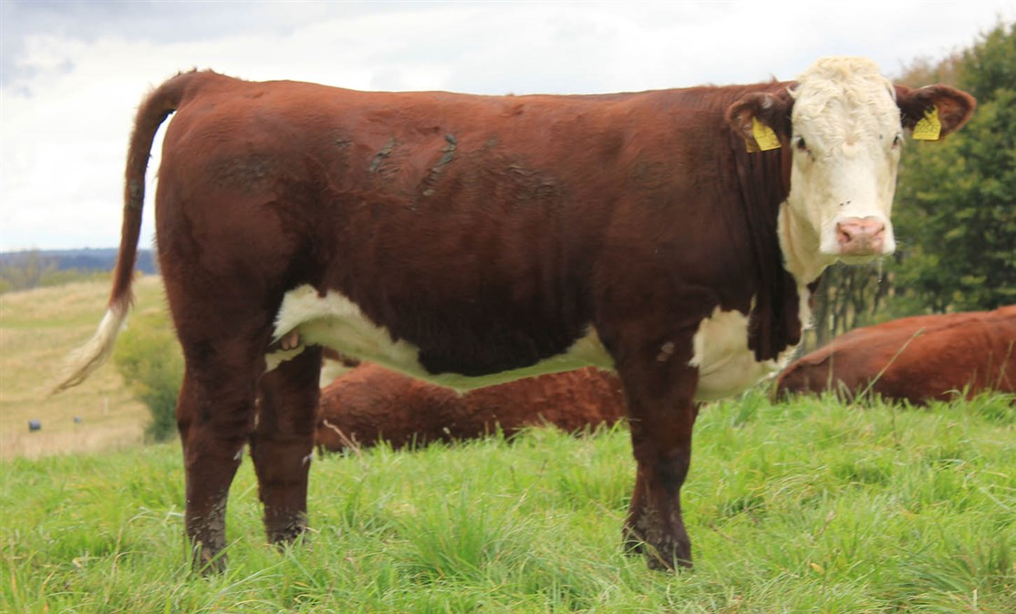 Rosenkær Ullabella - mor til Rosenkær All Love