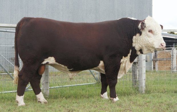 Days Wizard F84 - farmors far til Rosenkær 588 Bentley