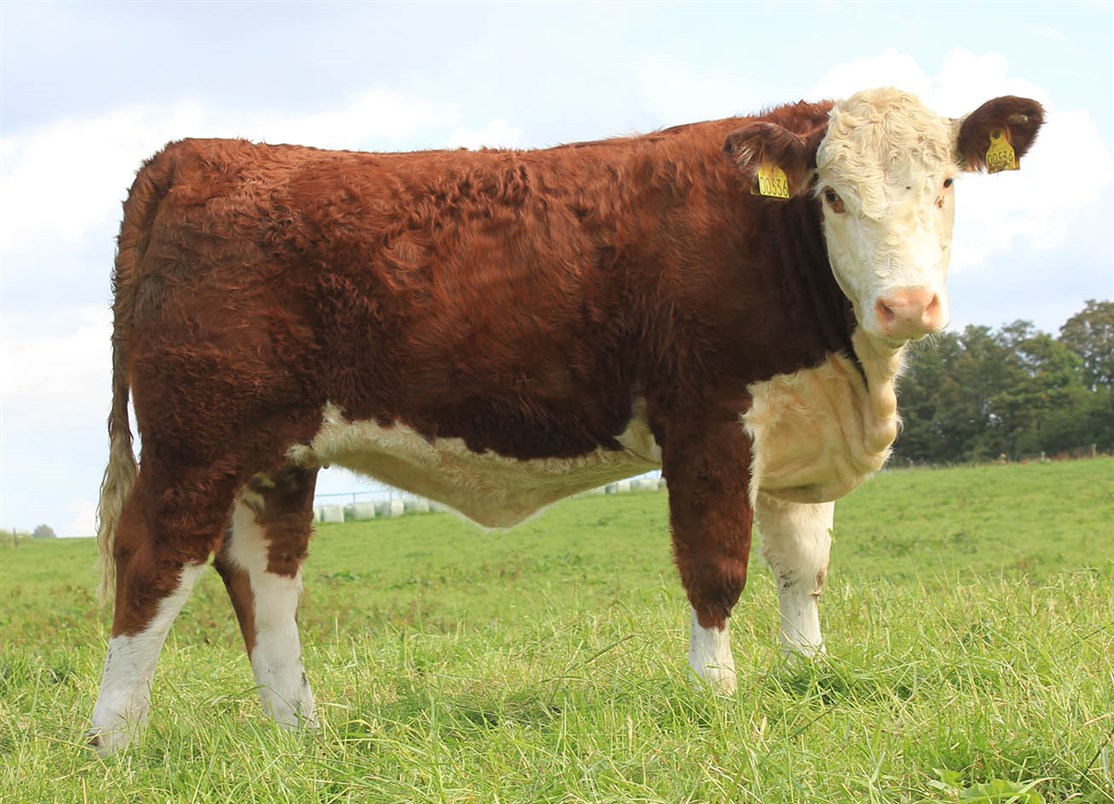 Rosenkær Twiggy - mor til Rosenkær Amelia