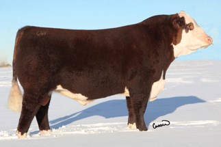Harvie Traveler 69T - morfars far til Rosenkær Beauty Queen