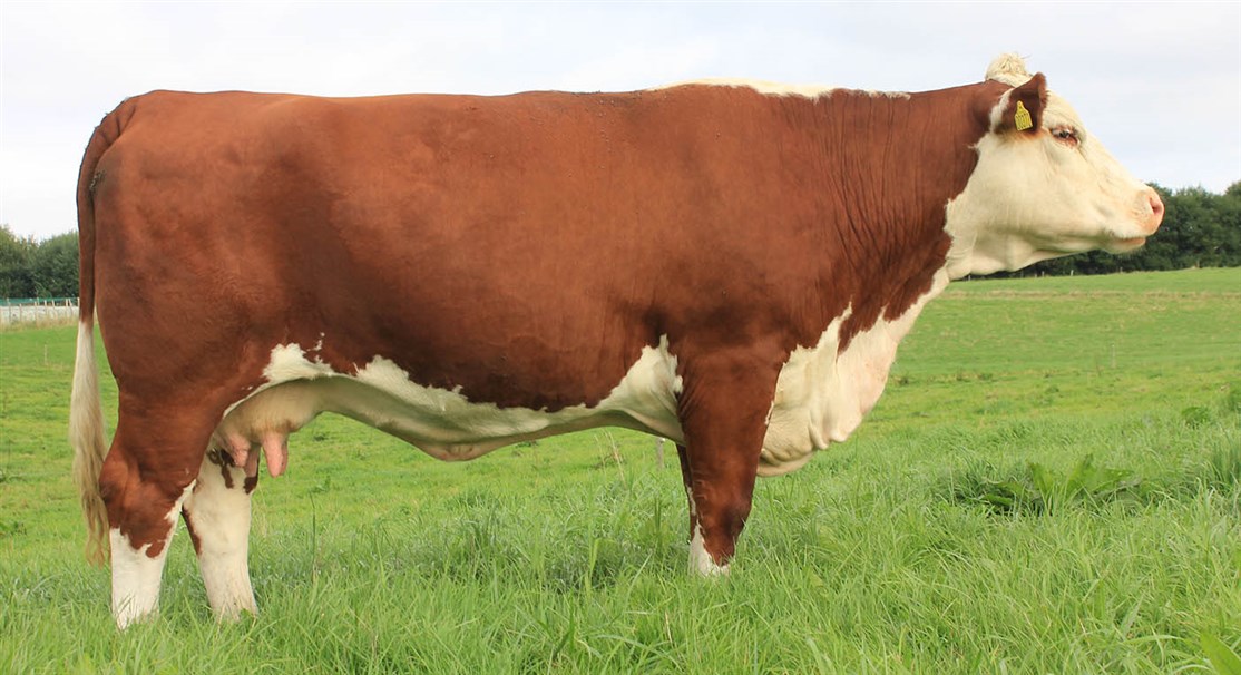 Rosenkær Kyra - mormors mor til Rosenkær Amelia