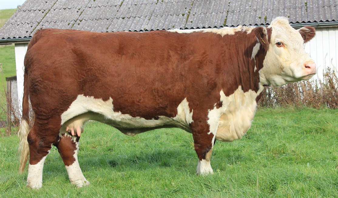 Bondes 1 Cornelia 263/291 - mor til Rosenkær 588 Bentley