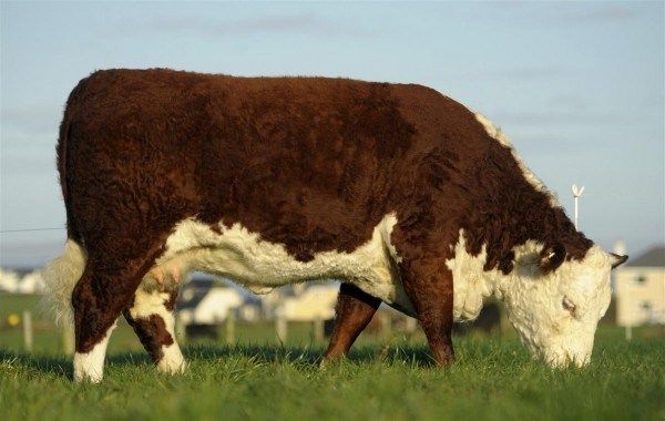 Romany 1 Lucy A84 F25 - farfars mor til Rosenkær Butler 586