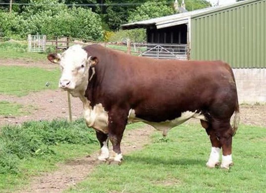 Romany 1 Distiller A84 D53