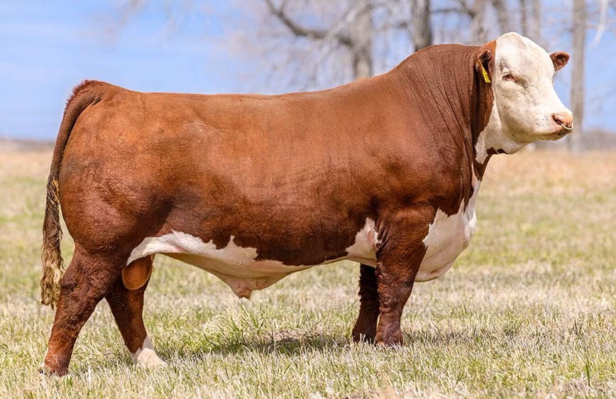 Haroldsons United 33D 36G - morfars far til Rosenkær All Love