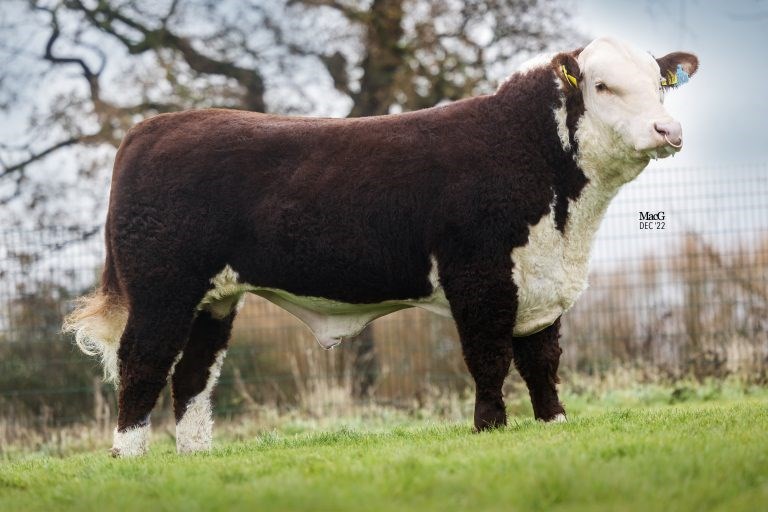 Gouldingpoll 1 Duncan ET - far til Rosenkær Butler 586