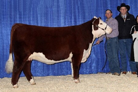 BBSF 303T Cindy 88Y - morfars mor til Rosenkær Ullabella