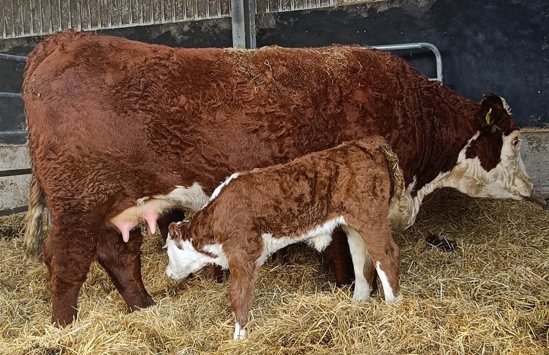 Moeskær Jessica 1456 - mormors mor til Rosenkær All Star 579