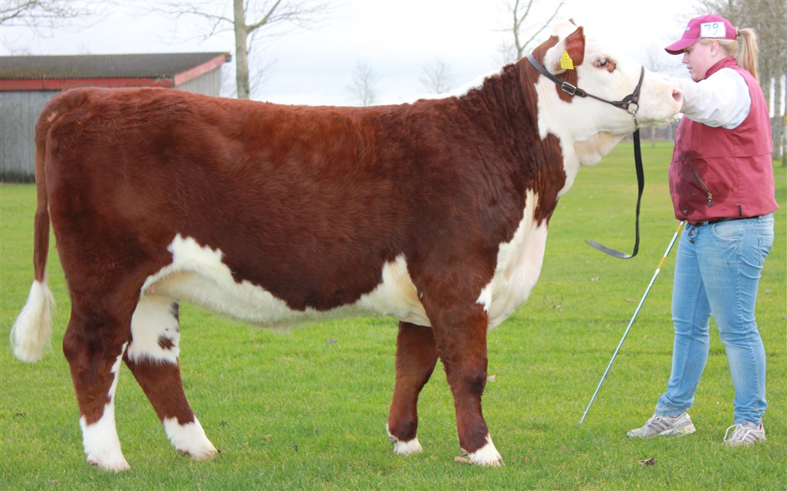 Rosenkær Forever Young - mormors mor til Rosenkær Miss Australia