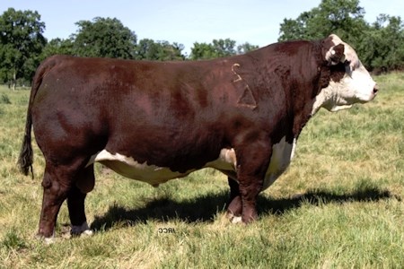 TDP Crossover Z400 - morfars far til Rosenkær Miss Australia