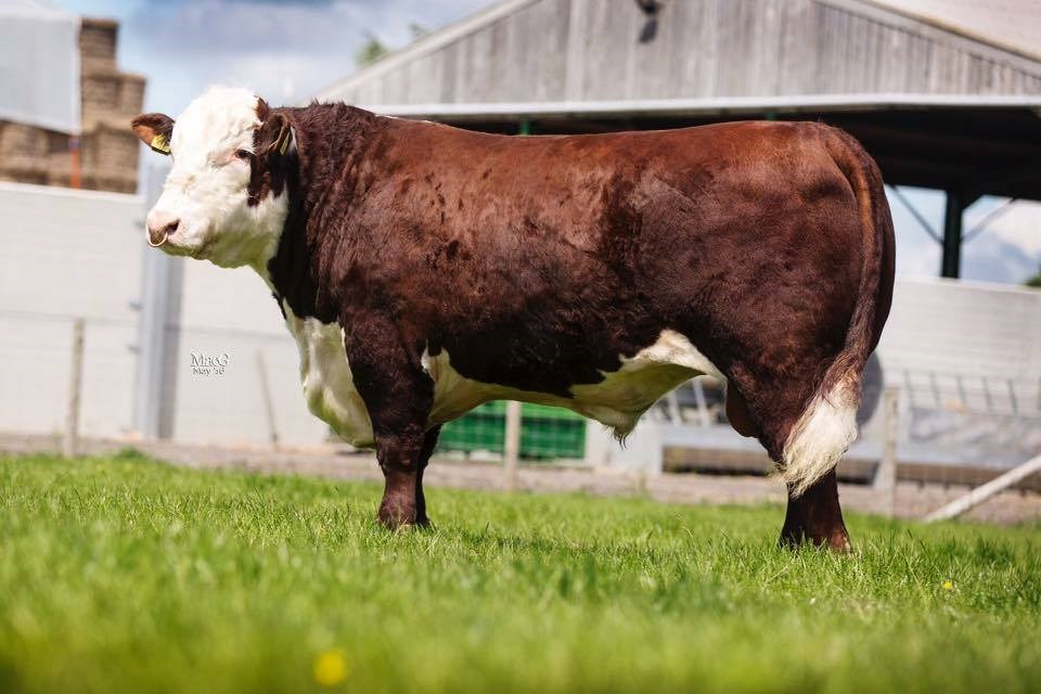 Moeskær Crossfire 1474 ET - far til Rosenkær Athena