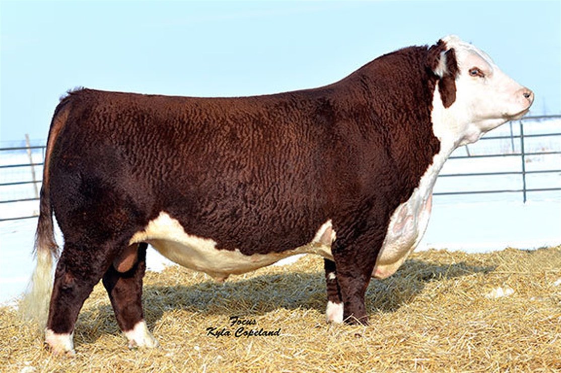 CRR 719 Catapult 109 - farfar til Rosenkær All Love