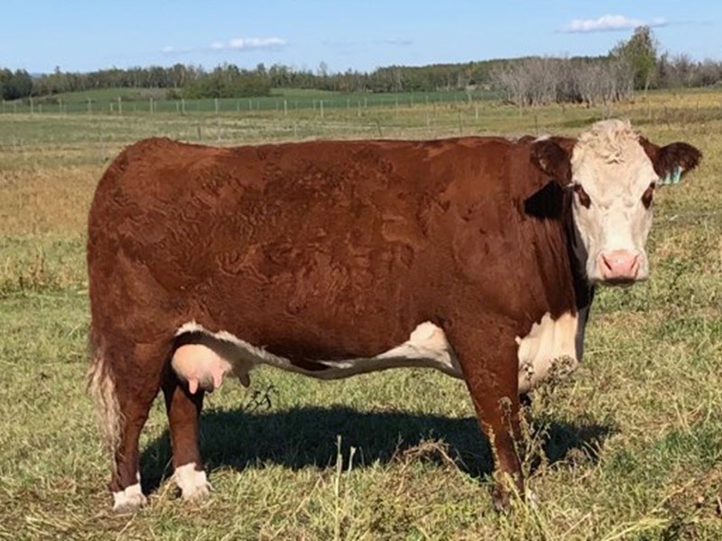 Haroldsons WLC Mira ET 49B - farmor til Rosenkær Beauty Queen