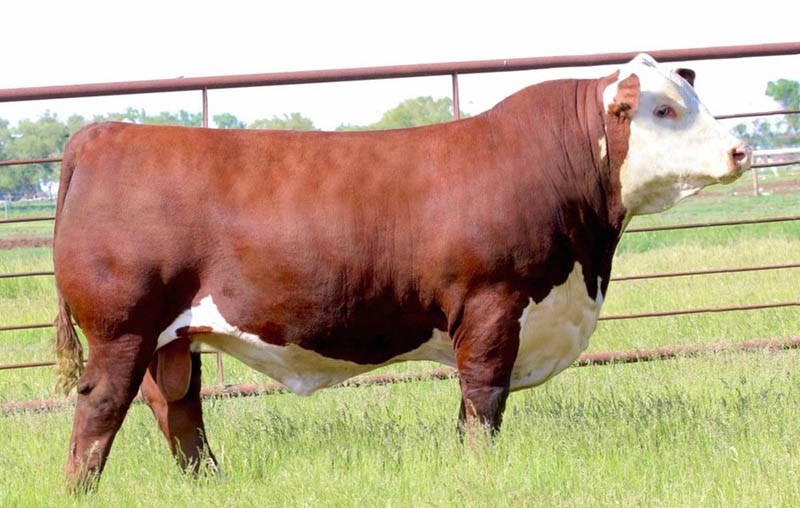 TH 403A 475Z Pioneer 358C - farfars far til Rosenkær Beauty Queen