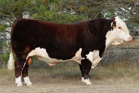 Minlacowie Jubilant J123 - morfar til Rosenkær Bond 584