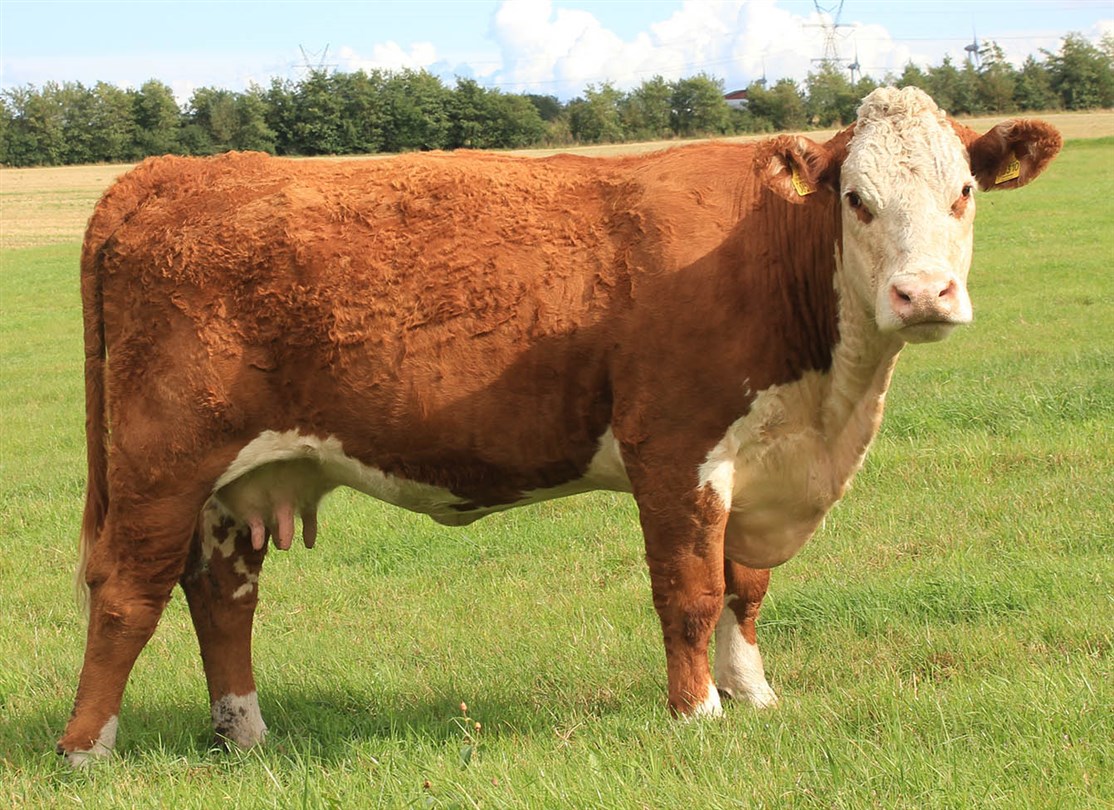 Nordbæk Tracy T310 - mor til Rosenkær Butler 586