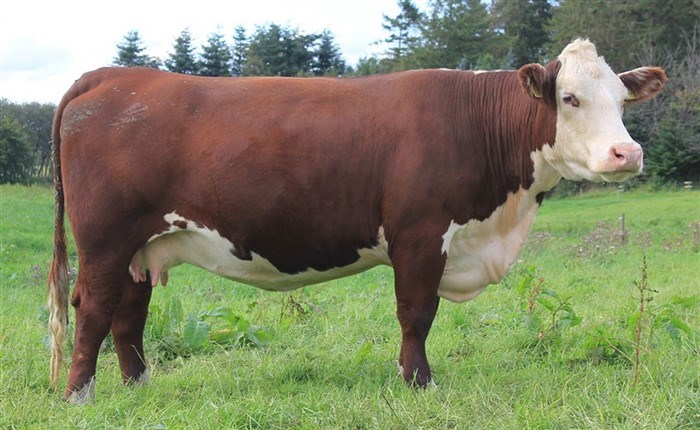 Rosenkær Plum 481P - mor til Rosenkær Ullabella