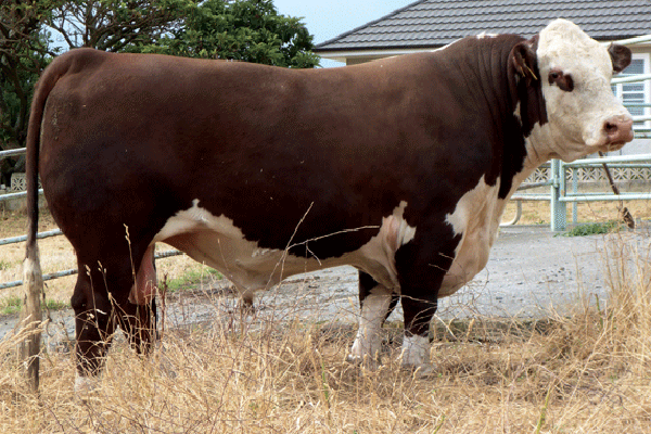 Koanui Techno 3062 - farfar til Rosenkær All Star 579