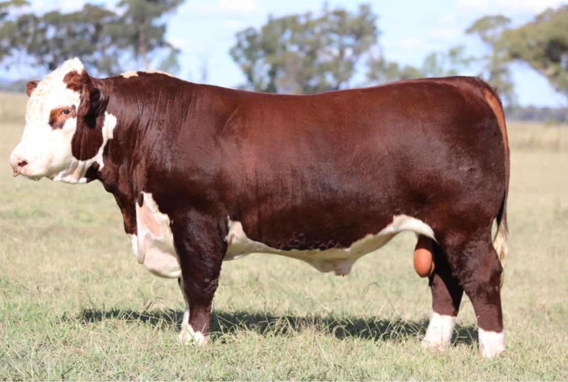 The Ranch Remington R028 - far til Rosenkær All Star 579