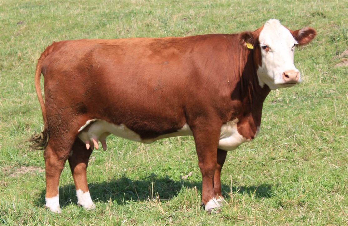 Moeskær Jessica 1839 - mor til Rosenkær All Star 579