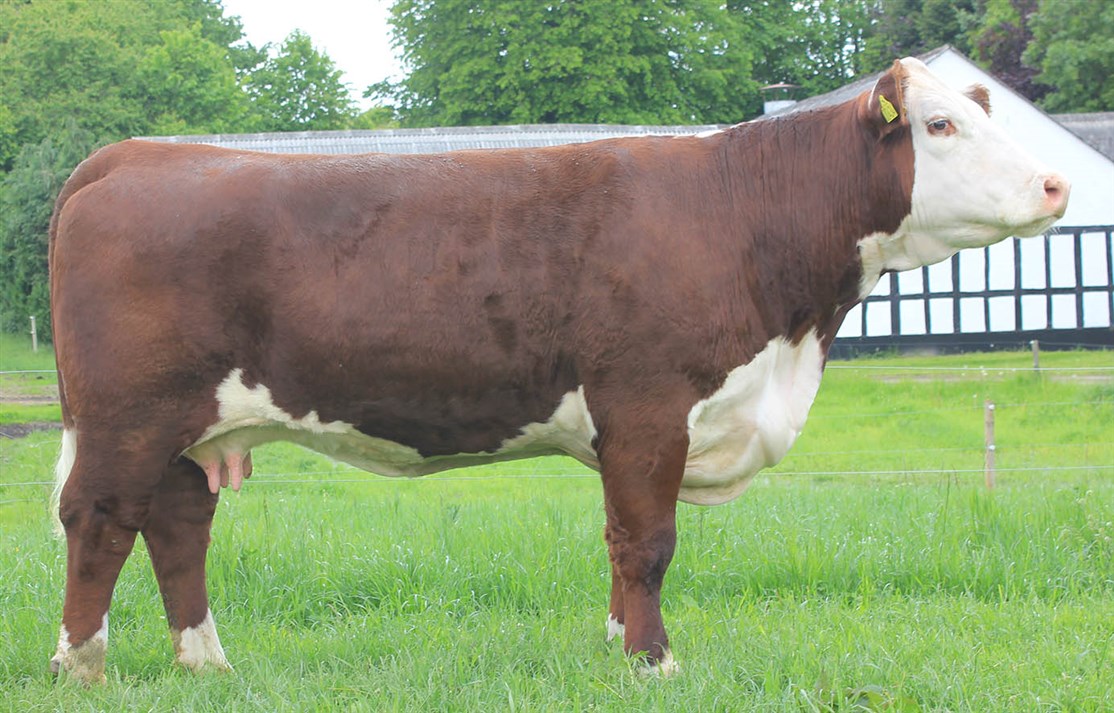 Rosenkær Nicole - mormor til Rosenkær Miss Australia