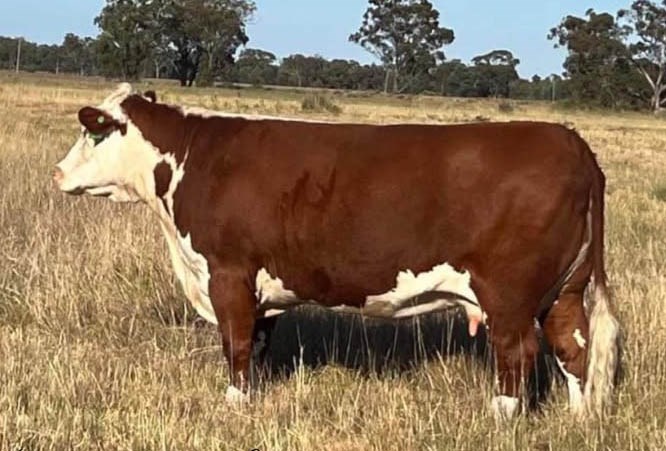 The Ranch Tilly J05 - farmor til Rosenkær Breeze 583