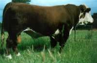 Doonbiddie Hustler - farmors far til Rosenkær 577A Rosamond