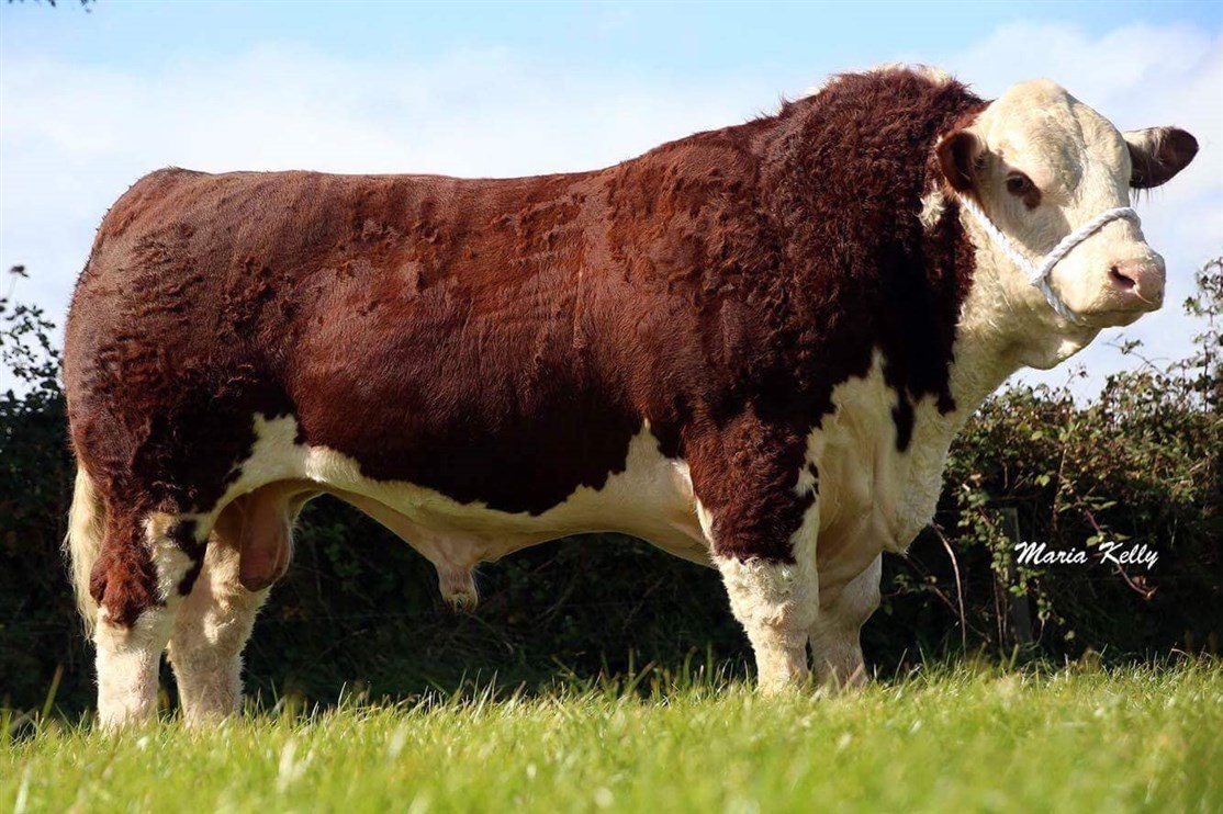 Solpoll 1 Lawman - mormors far til Rosenkær All Star 579