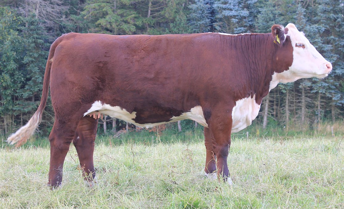 Rosenkær Top Hit - mor til Rosenkær 577A Rosamond