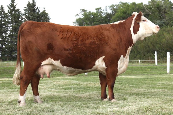 Dorbay Miss Whitney 411W - morfars mor til Rosamond 577A Rosamond