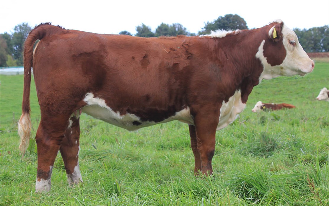 Rosenkær Miss Universe - mor til Rosenkær Athena