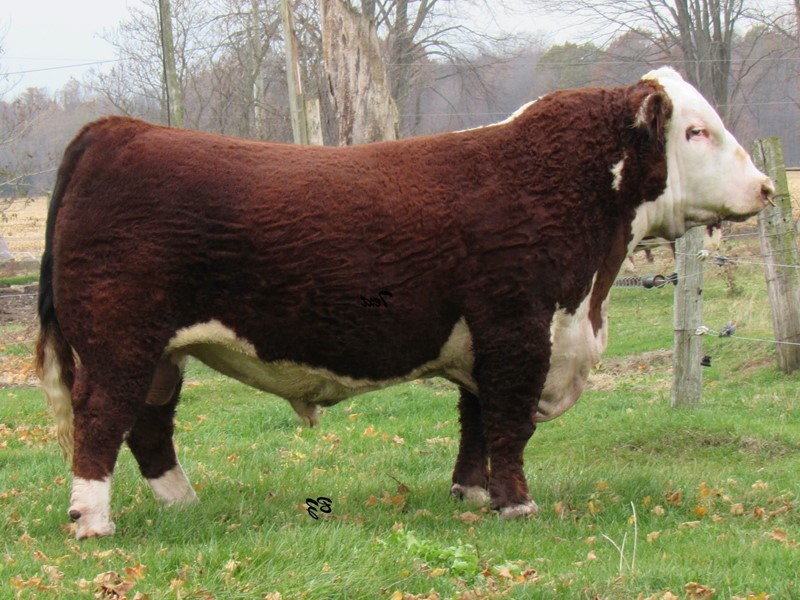 SRF Fort Worth 118F - far til Rosenkær All Love