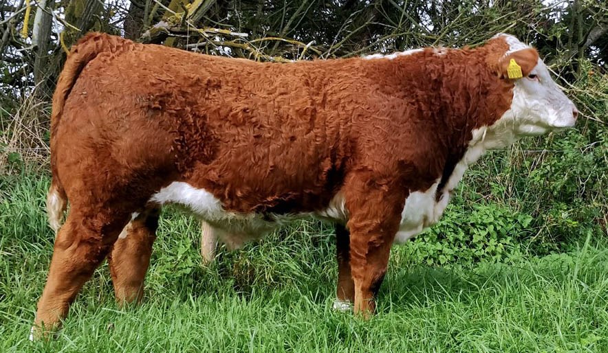 Moeskær Monarch 1789 ET - far til Rosenkær Ullabella