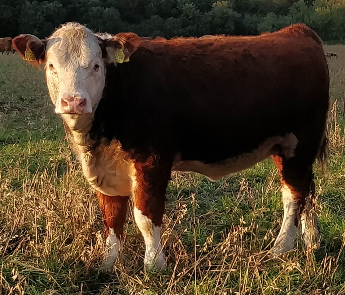 Moeskær Jessica 1708 - mormor til Rosenkær All Star 579