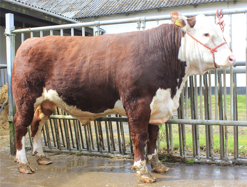 Tyren Rosenkær Wisdom solgt til Jens Jørgen Schmidt i Rødekro