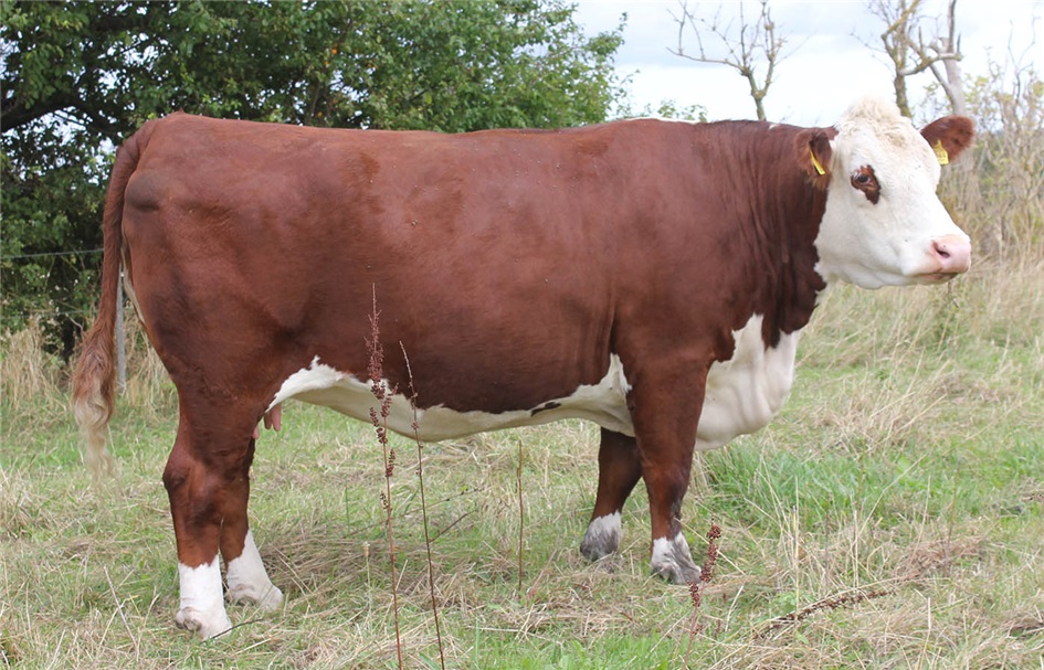 Hereford tur til den sydfynske Ø - Ærø