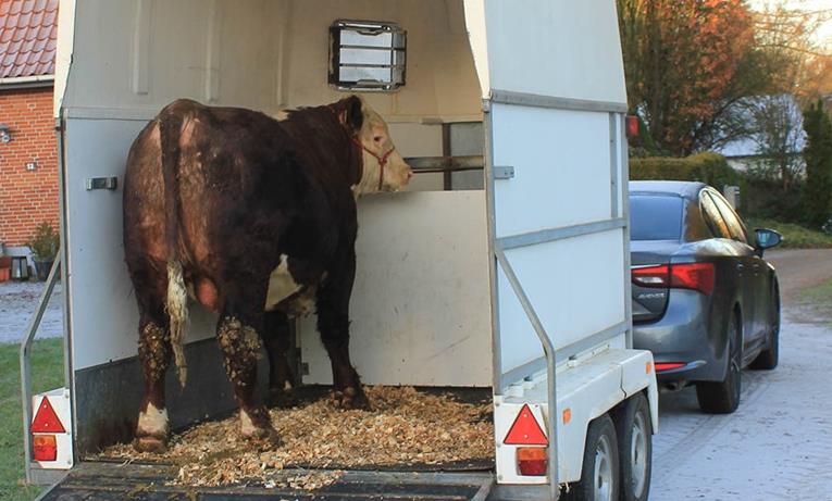 Sidste salg i 2025 og godt nytår